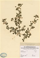 藏品(苜蓿)的圖片